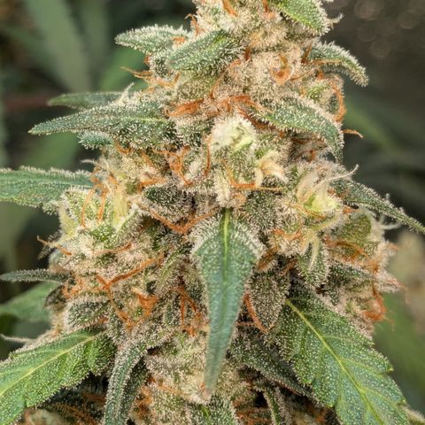 #33 Purple Skunk growlog timeline photo