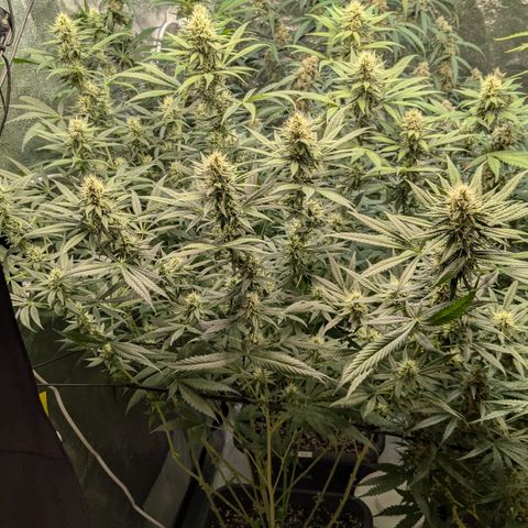 #31 White Widow growlog timeline photo