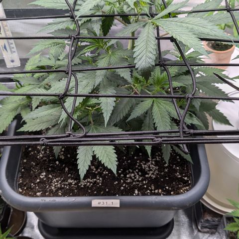 #31.1 White Widow growlog timeline photo