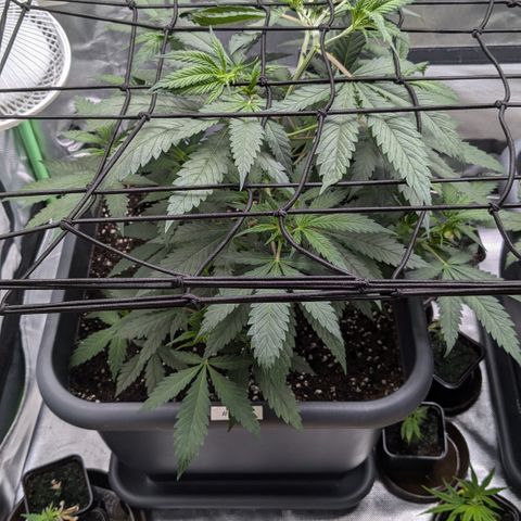 #31.2 White Widow growlog timeline photo