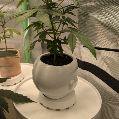 #31.9 Kiffkopp growlog timeline photo