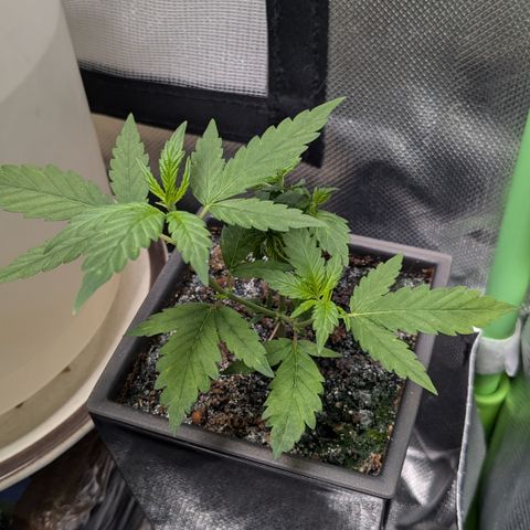 #31.5 White Widow growlog timeline photo