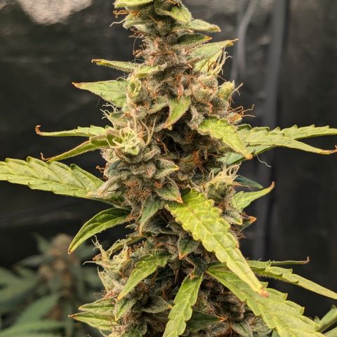 #30 Afghani #1 growlog timeline photo