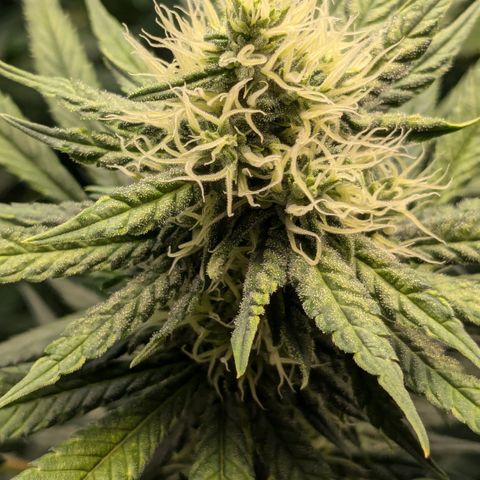 #31 White Widow growlog timeline photo