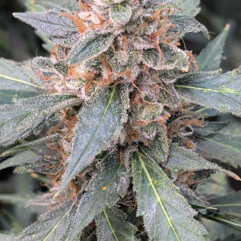 #32 Purple Skunk growlog timeline photo