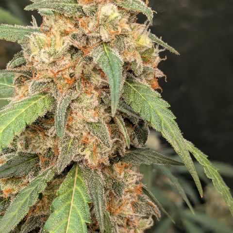 #33 Purple Skunk growlog timeline photo