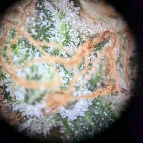 #32 Purple Skunk growlog timeline photo