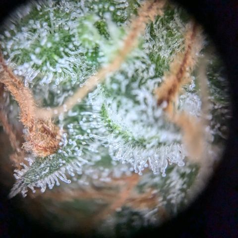 #32 Purple Skunk growlog timeline photo