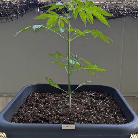#45 Pure Power Plant Auto growlog timeline photo