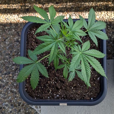 #45 Pure Power Plant Auto growlog timeline photo