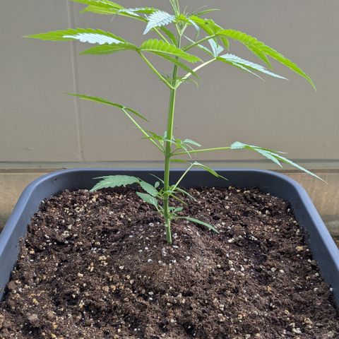 #46 Blueberry Zkittlez Auto growlog timeline photo