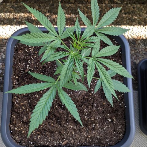#46 Blueberry Zkittlez Auto growlog timeline photo