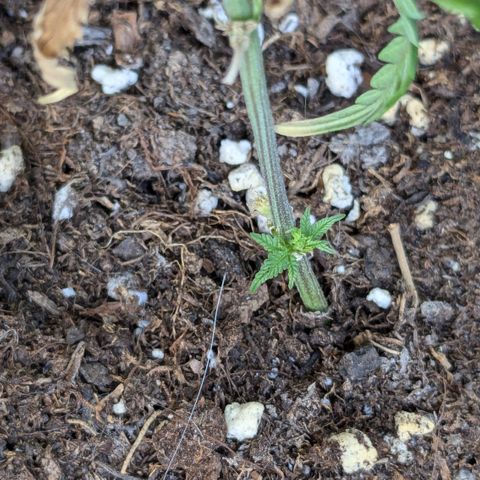 #31.4 White Widow growlog timeline photo