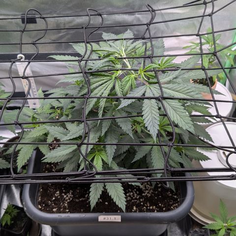#31.1 White Widow growlog timeline photo