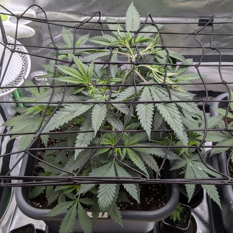#31.2 White Widow growlog timeline photo