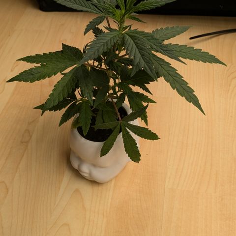 #31.9 Kiffkopp growlog timeline photo