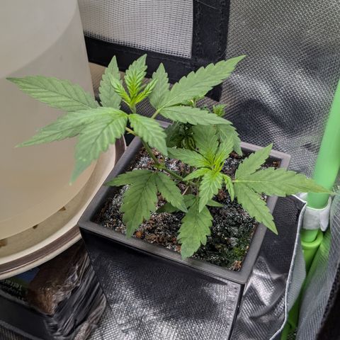 #31.5 White Widow growlog timeline photo