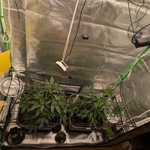#31.1 White Widow growlog timeline photo