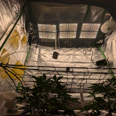 #31.1 White Widow growlog timeline photo