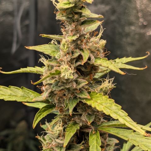 #30 Afghani #1 growlog timeline photo