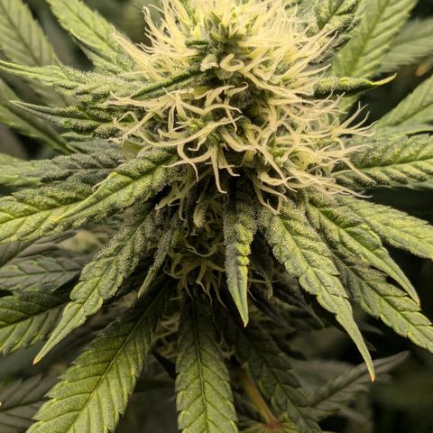#31 White Widow growlog timeline photo