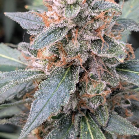 #32 Purple Skunk growlog timeline photo