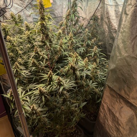 #33 Purple Skunk growlog timeline photo
