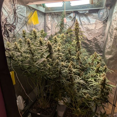 #33 Purple Skunk growlog timeline photo