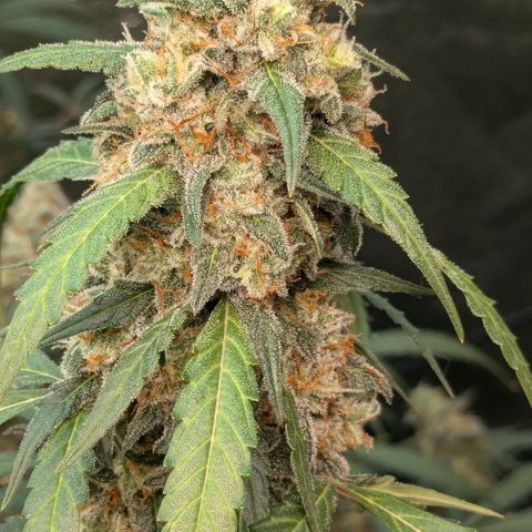 #33 Purple Skunk growlog timeline photo