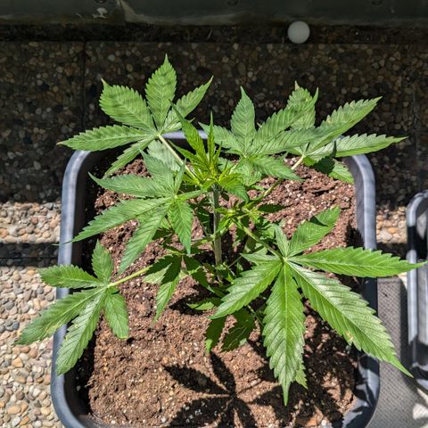 #45 Pure Power Plant Auto growlog timeline photo