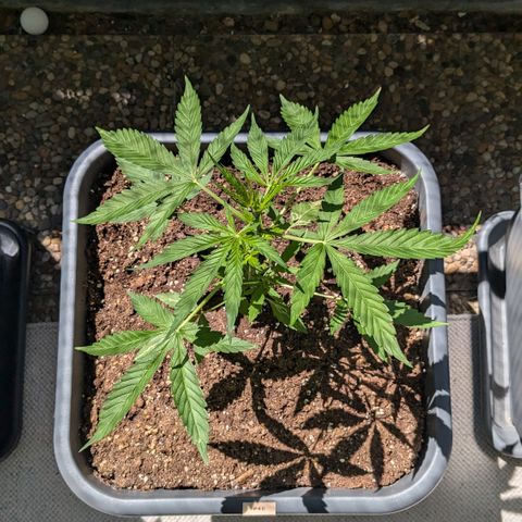 #46 Blueberry Zkittlez Auto growlog timeline photo