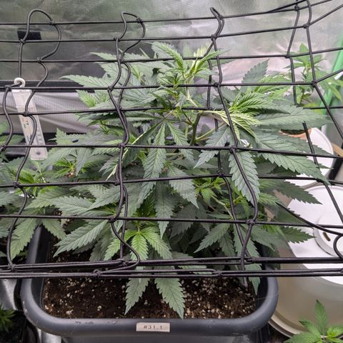 #31.1 White Widow growlog timeline photo