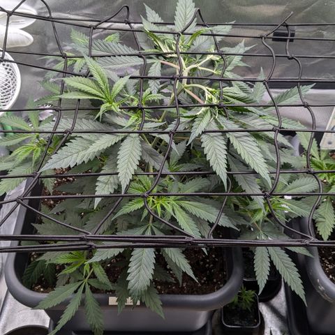 #31.2 White Widow growlog timeline photo