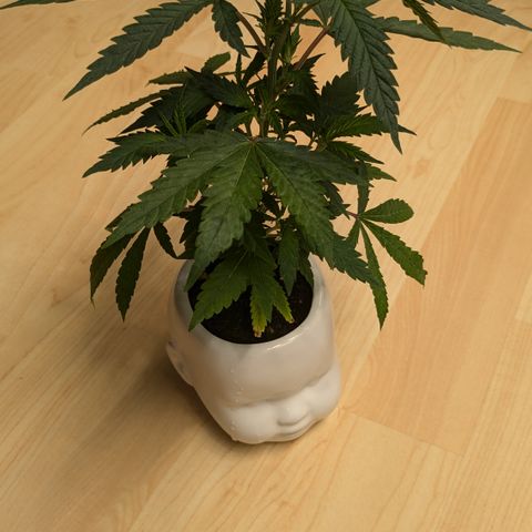 #31.9 Kiffkopp growlog timeline photo