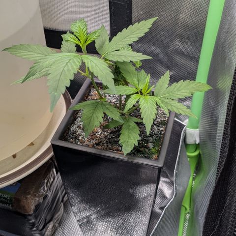 #31.5 White Widow growlog timeline photo