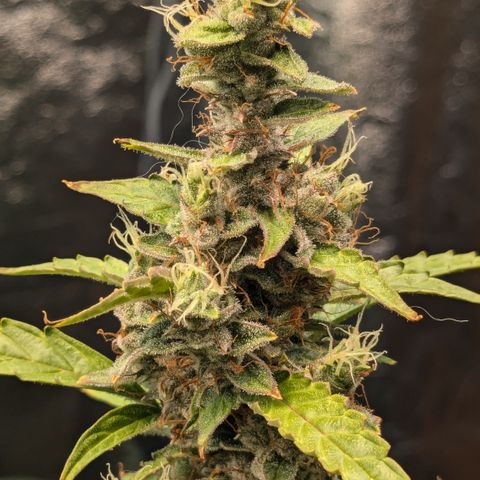 #30 Afghani #1 growlog timeline photo
