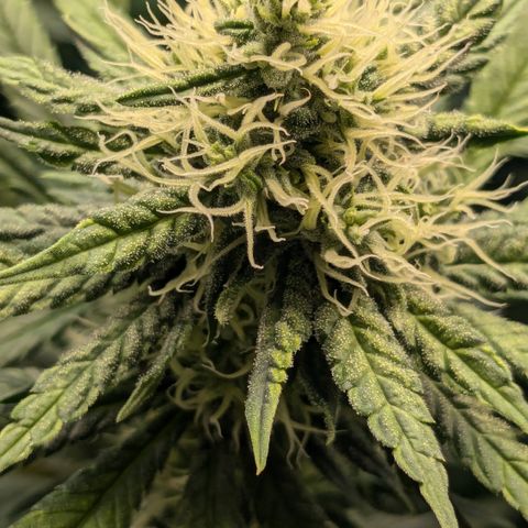 #31 White Widow growlog timeline photo