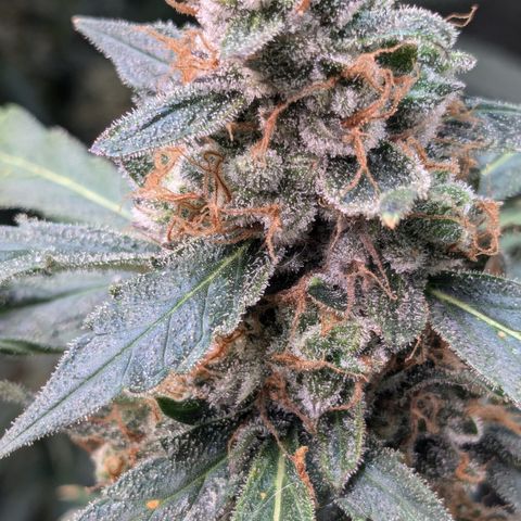 #32 Purple Skunk growlog timeline photo