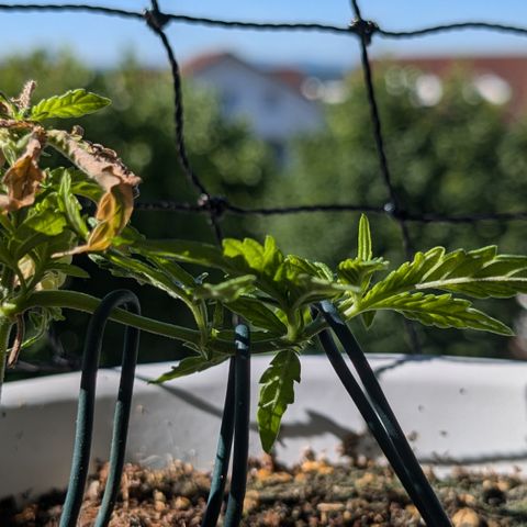 #31.10 Katzengras growlog timeline photo