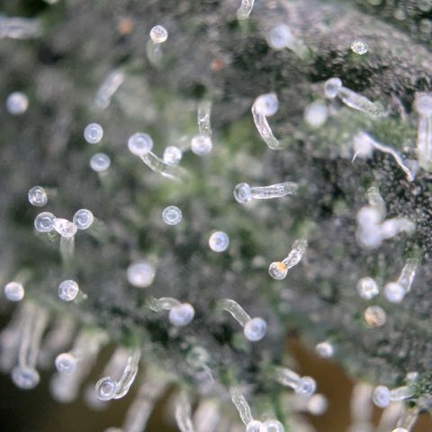 #32 Purple Skunk growlog timeline photo