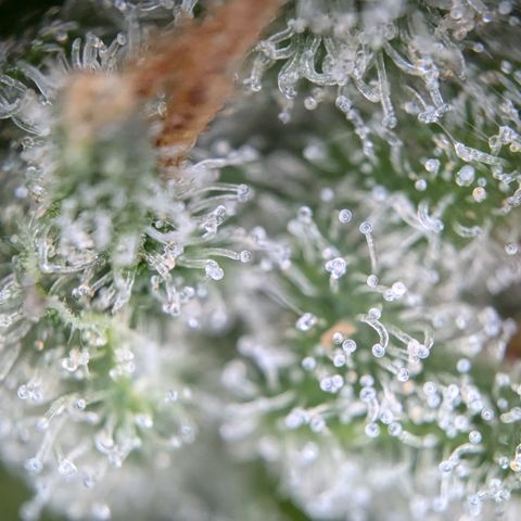 #32 Purple Skunk growlog timeline photo