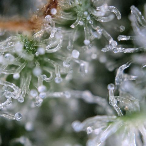 #32 Purple Skunk growlog timeline photo