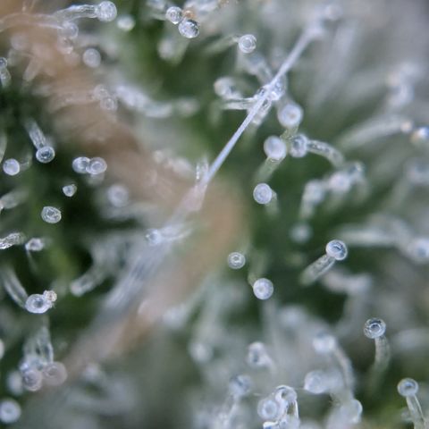 #32 Purple Skunk growlog timeline photo