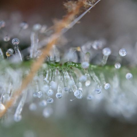 #32 Purple Skunk growlog timeline photo