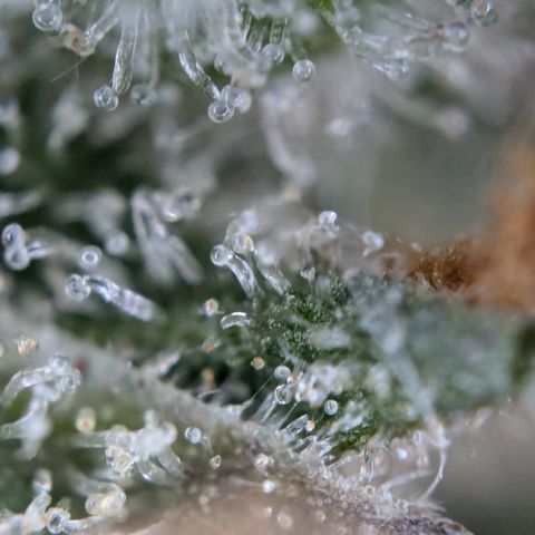 #32 Purple Skunk growlog timeline photo