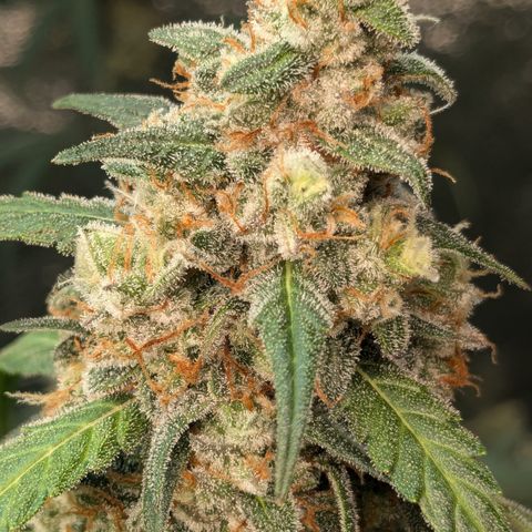#33 Purple Skunk growlog timeline photo