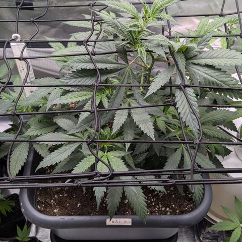 #31.1 White Widow growlog timeline photo