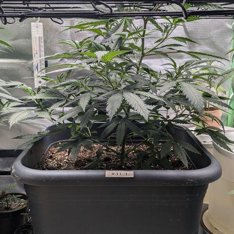#31.1 White Widow growlog timeline photo