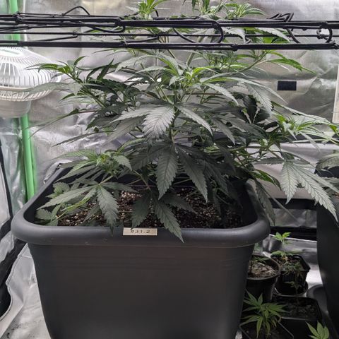 #31.2 White Widow growlog timeline photo