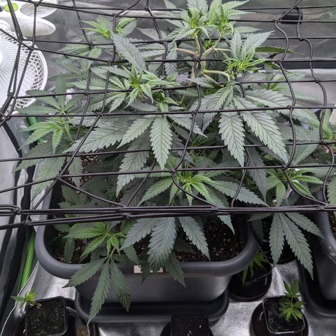 #31.2 White Widow growlog timeline photo